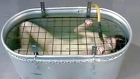 Insex 2001 09 11 101s Endurance Live Feed From June Insex 2001 09 11 101s Endurance Live Feed From June