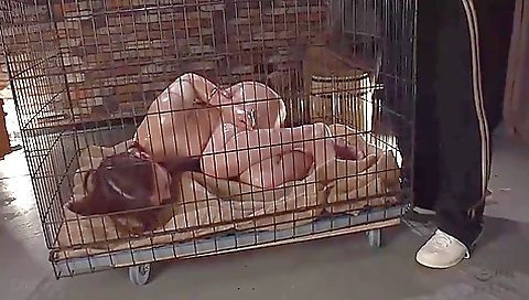 Cmv-193 Female Cage Imprisonment: Two Tamed Masochistic Dogs Cmv-193 Female Cage Imprisonment: Two Tamed Masochistic Dogs